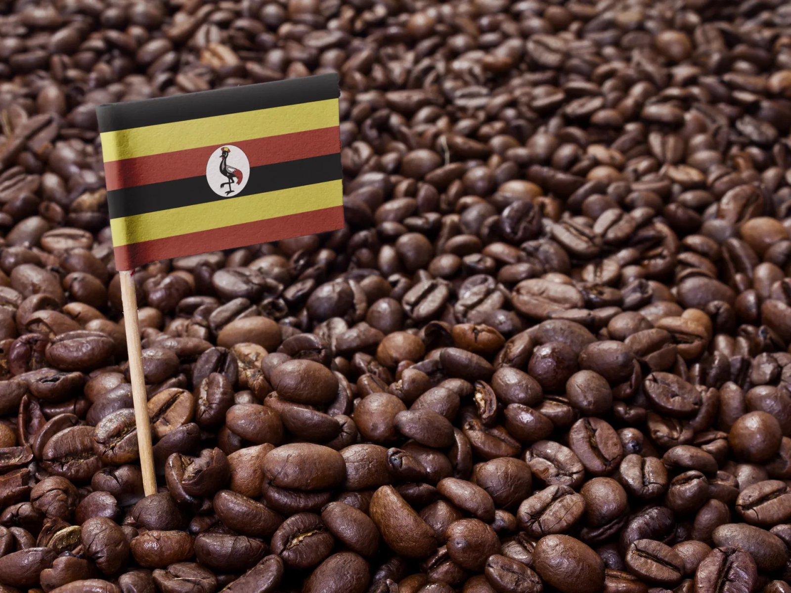 Ugandan Coffee