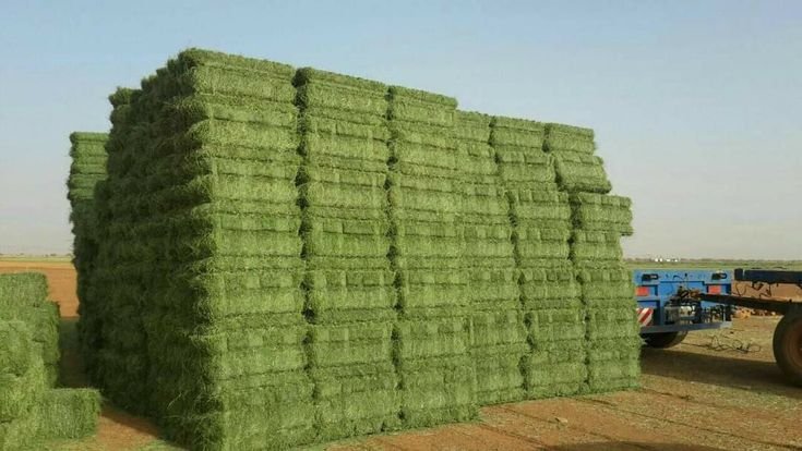 Alfalfa Hay
